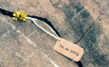 Stock Photo Sorry Background With Yellow Tiny Flower On Old Cement Wall I M So Sorry Text Is Message When Make 445220788 E1505270525418